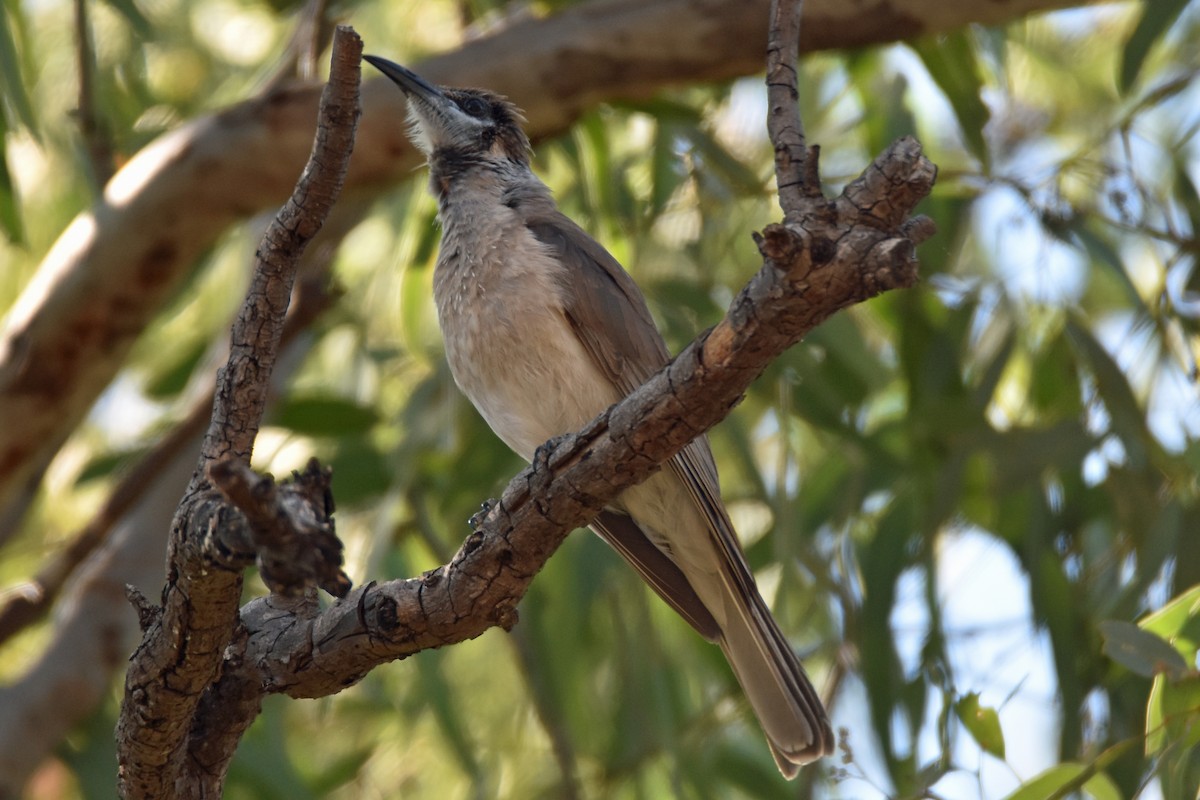 Little Friarbird - ML172825181