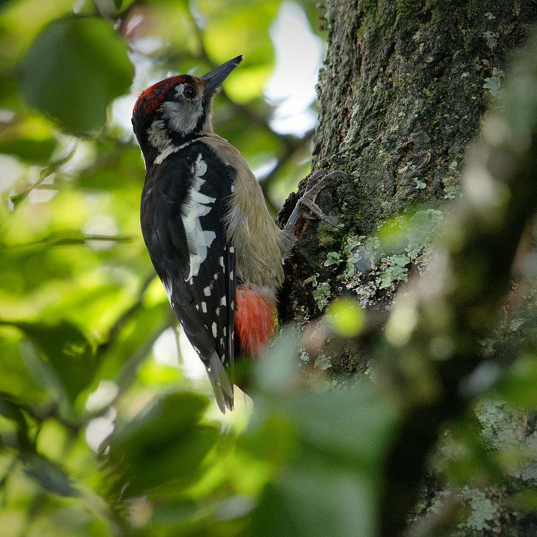 Himalayan Woodpecker - Shivam Maini