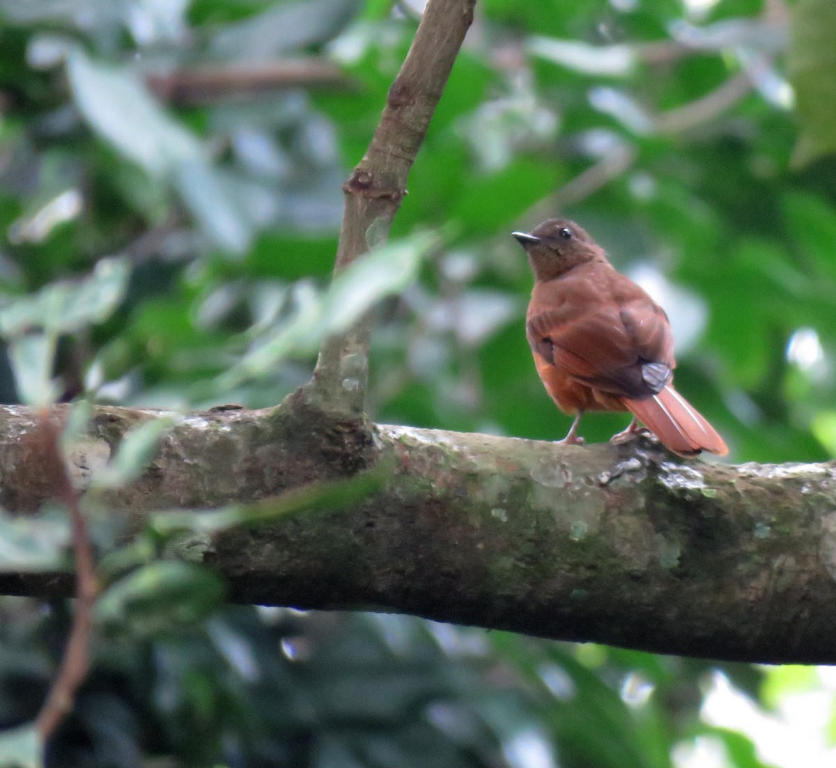 Rufous Flycatcher-Thrush - Rosemary Lloyd