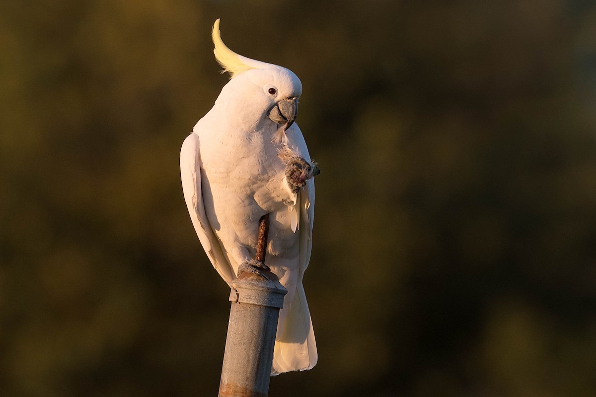 Sulphur-crested Cockatoo - Terence Alexander