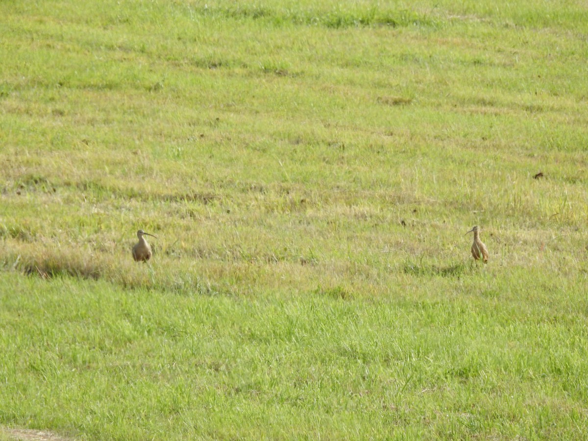 Long-billed Curlew - ML172828751