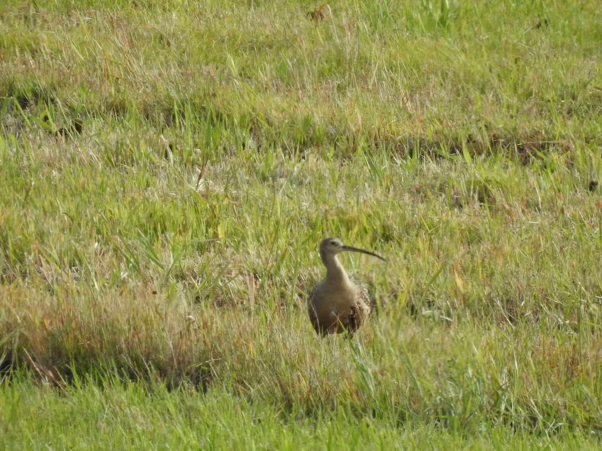 Long-billed Curlew - ML172828801