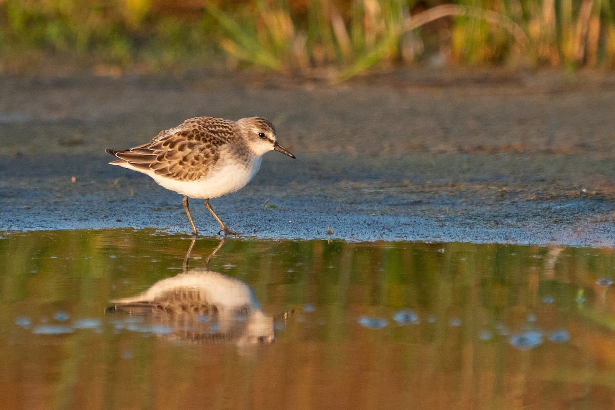 Semipalmated Sandpiper - ML172829761