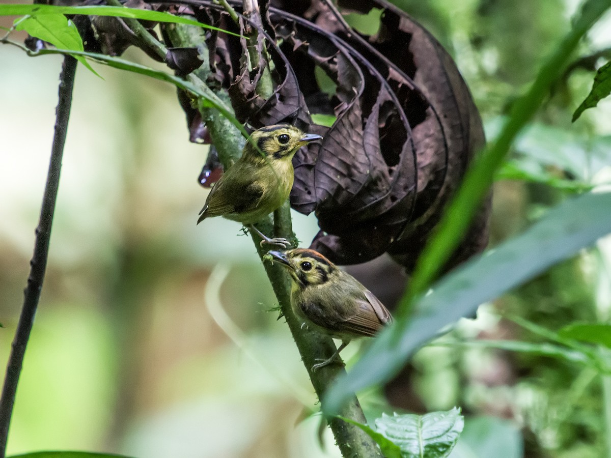 Golden-crowned Spadebill - ML172831241