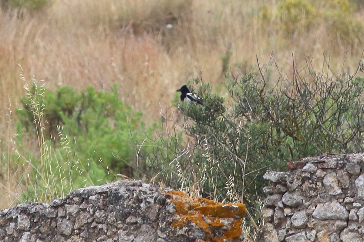 Алаг шаазгай - ML172831661