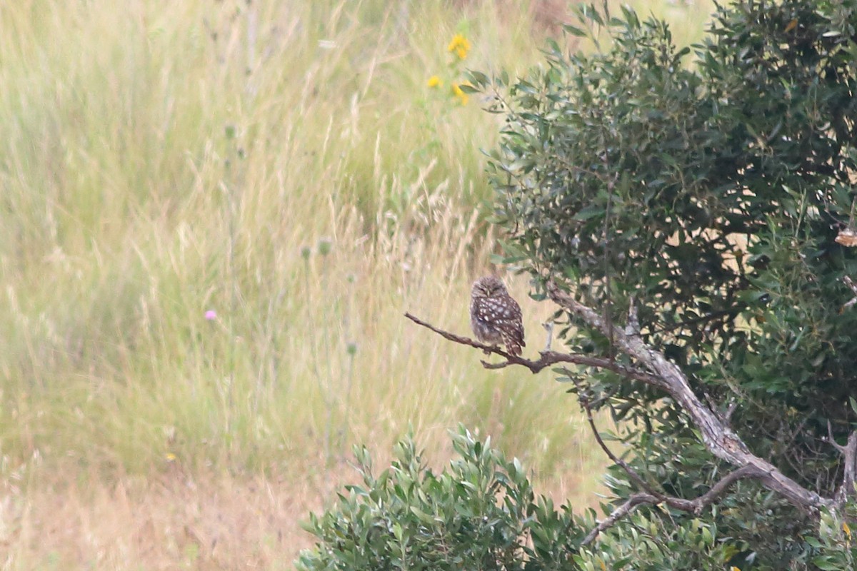 Хотны бүгээхэй - ML172831671