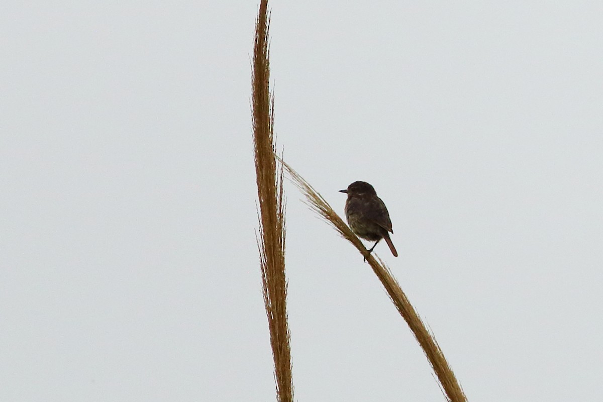 European Stonechat - ML172831681