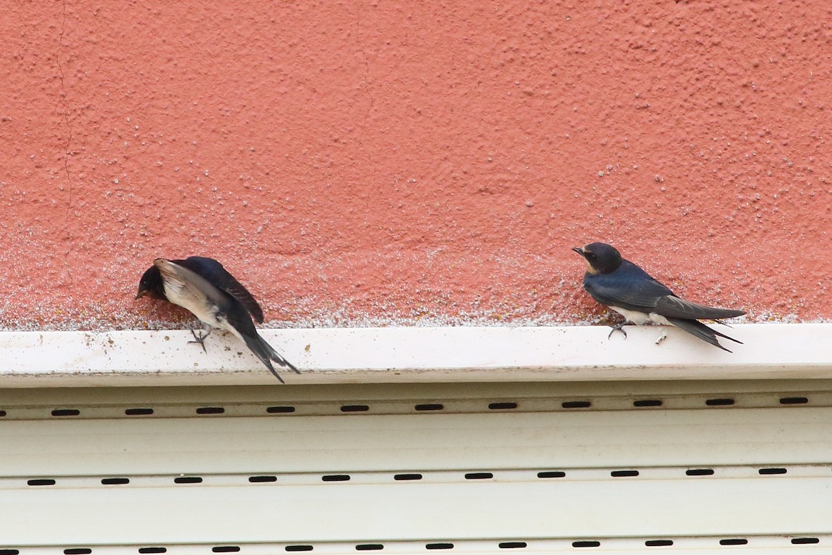 Асрын хараацай - ML172831691