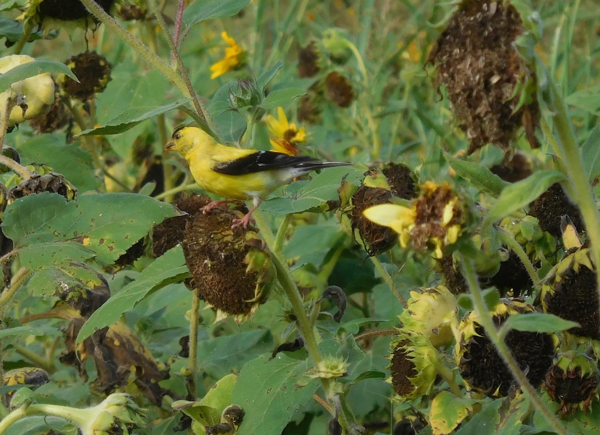 American Goldfinch - ML172832031