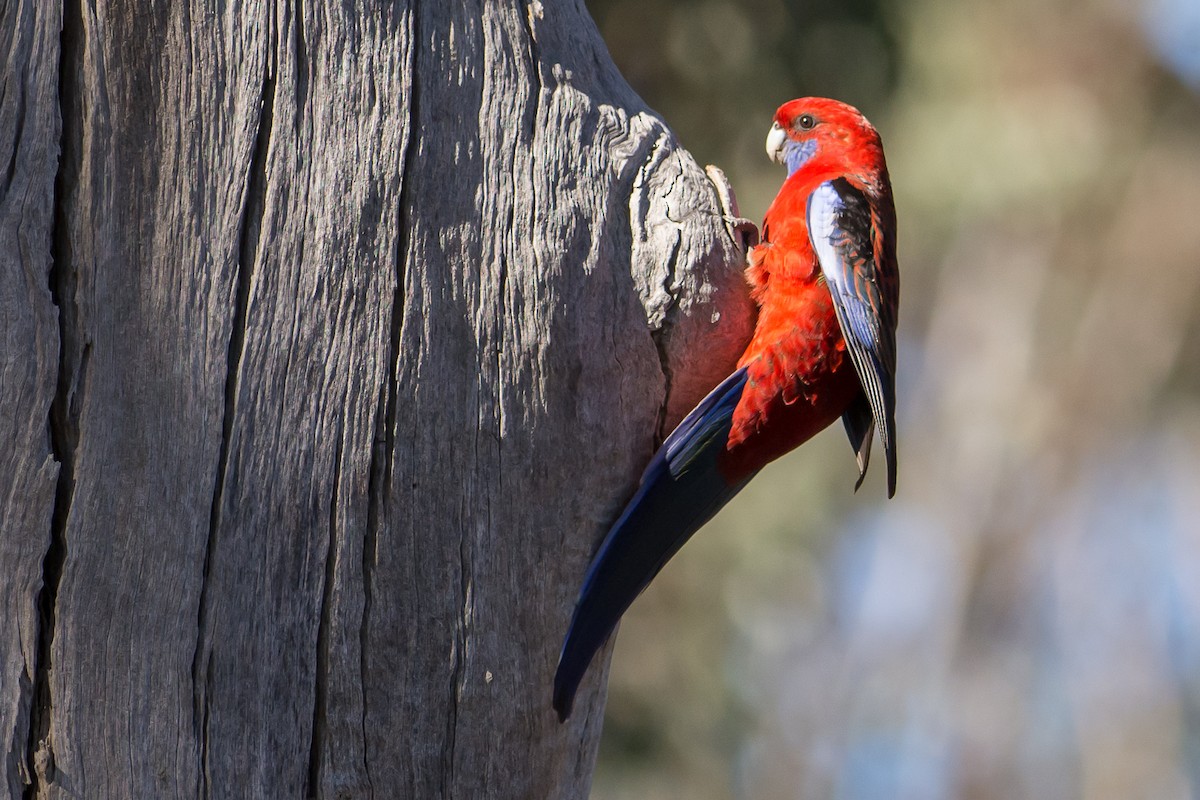 Crimson Rosella (Crimson) - John  Van Doorn