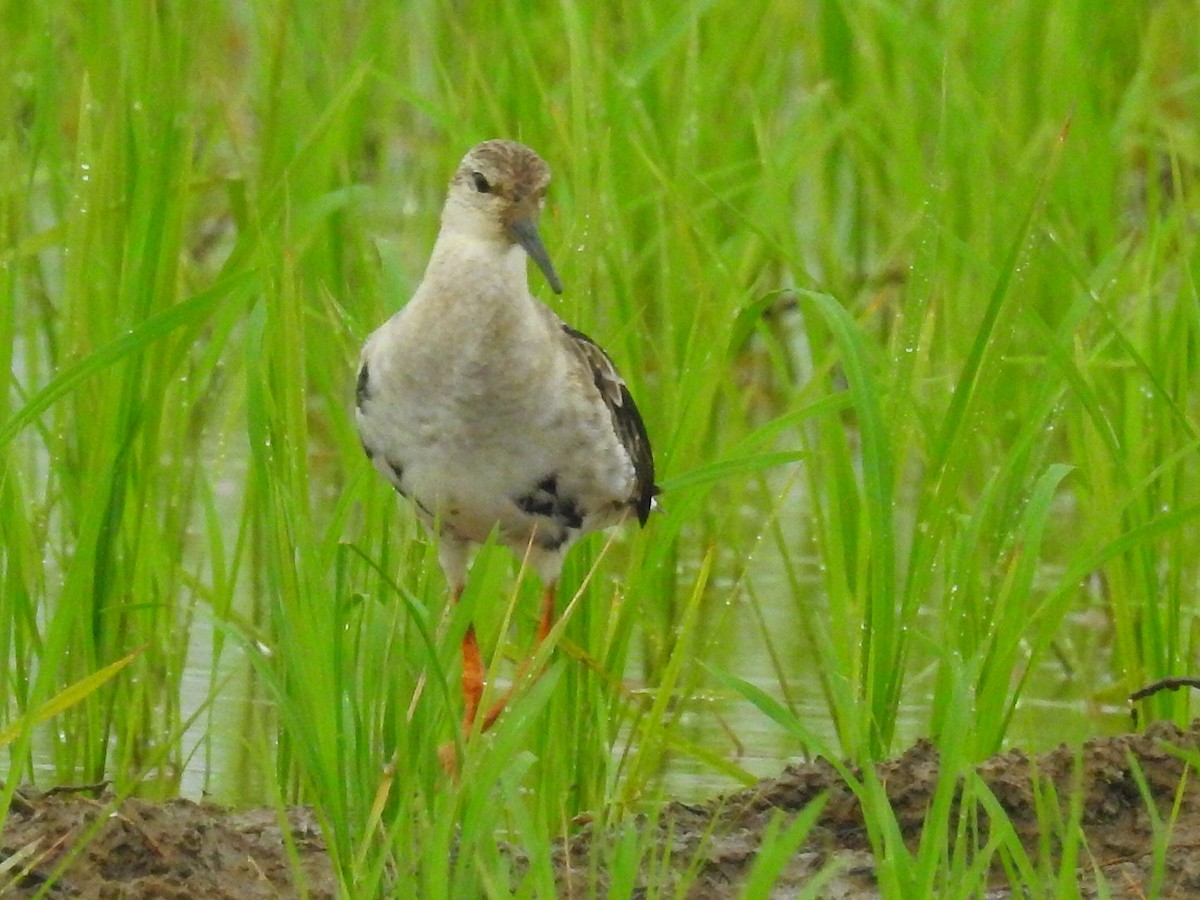 Ruff - Afsar Nayakkan