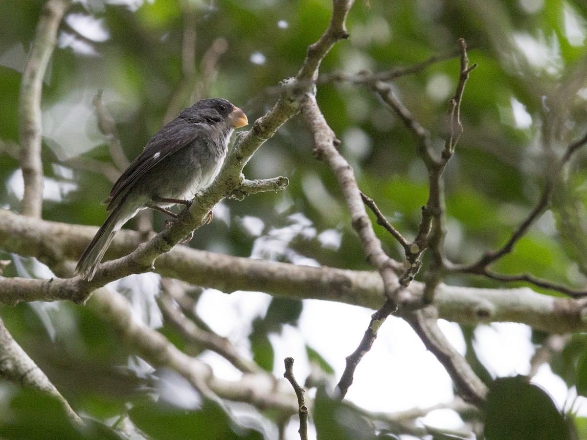 Gray Seedeater - ML172835461