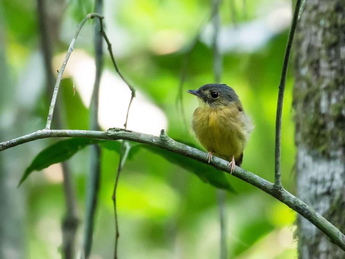 White-crested Spadebill - Nick Athanas