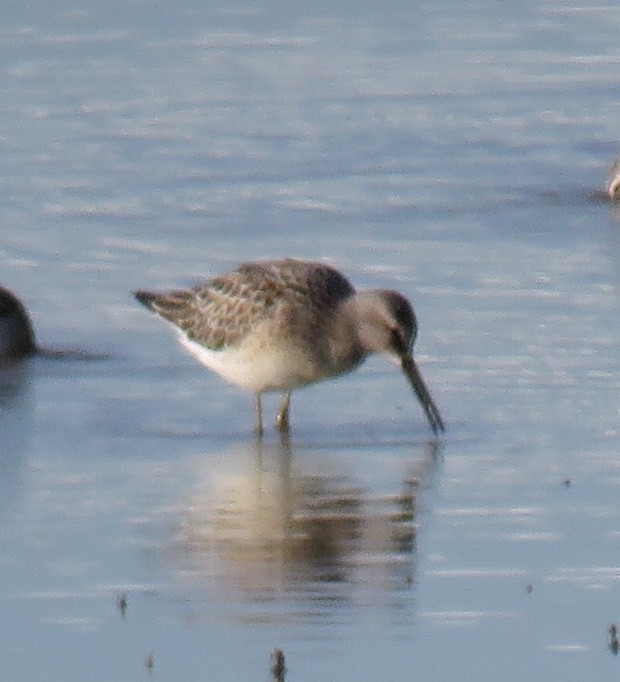Stilt Sandpiper - ML172836991