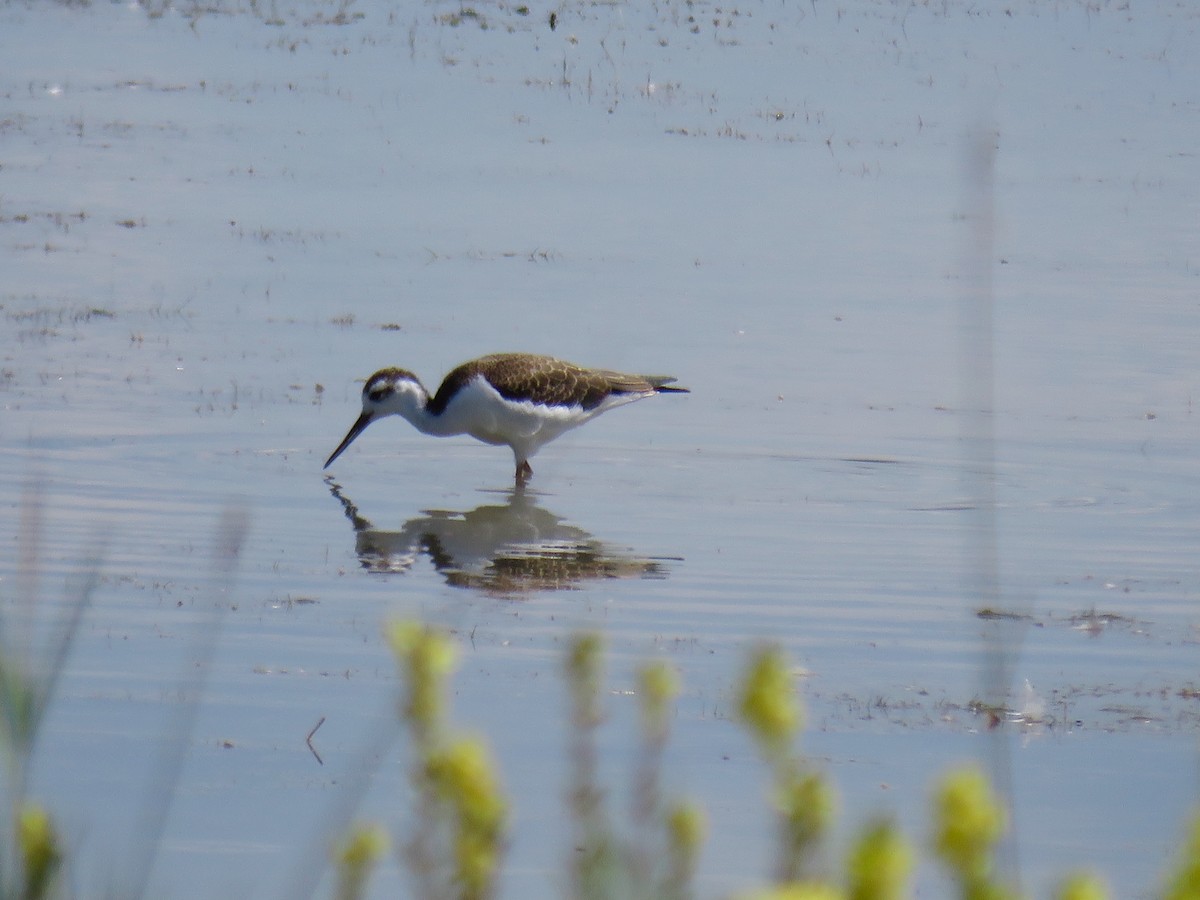 Black-necked Stilt - ML172837201