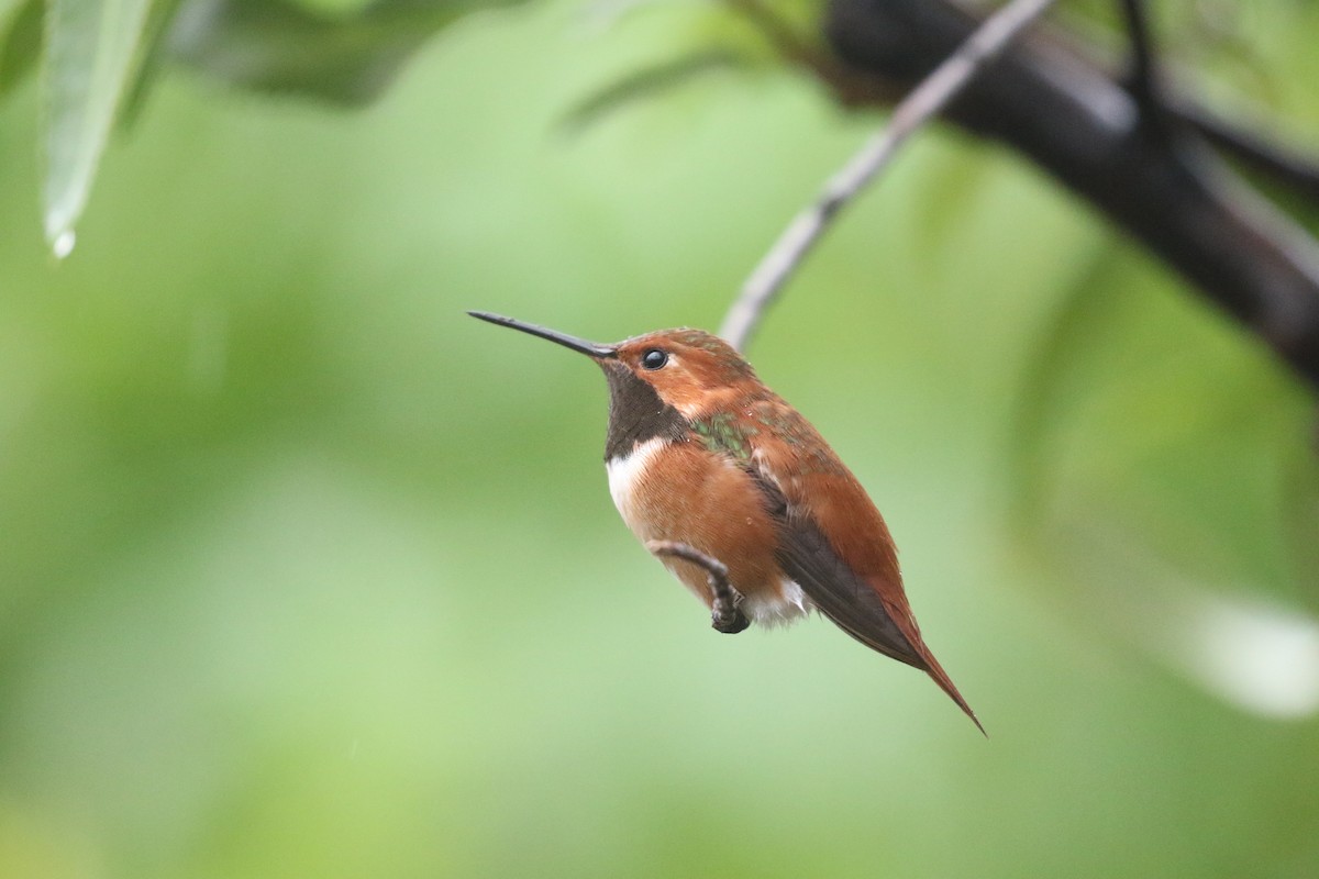 Rufous Hummingbird - ML172837621