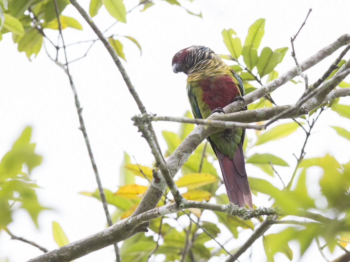 アカオウロコインコ - ML172837691