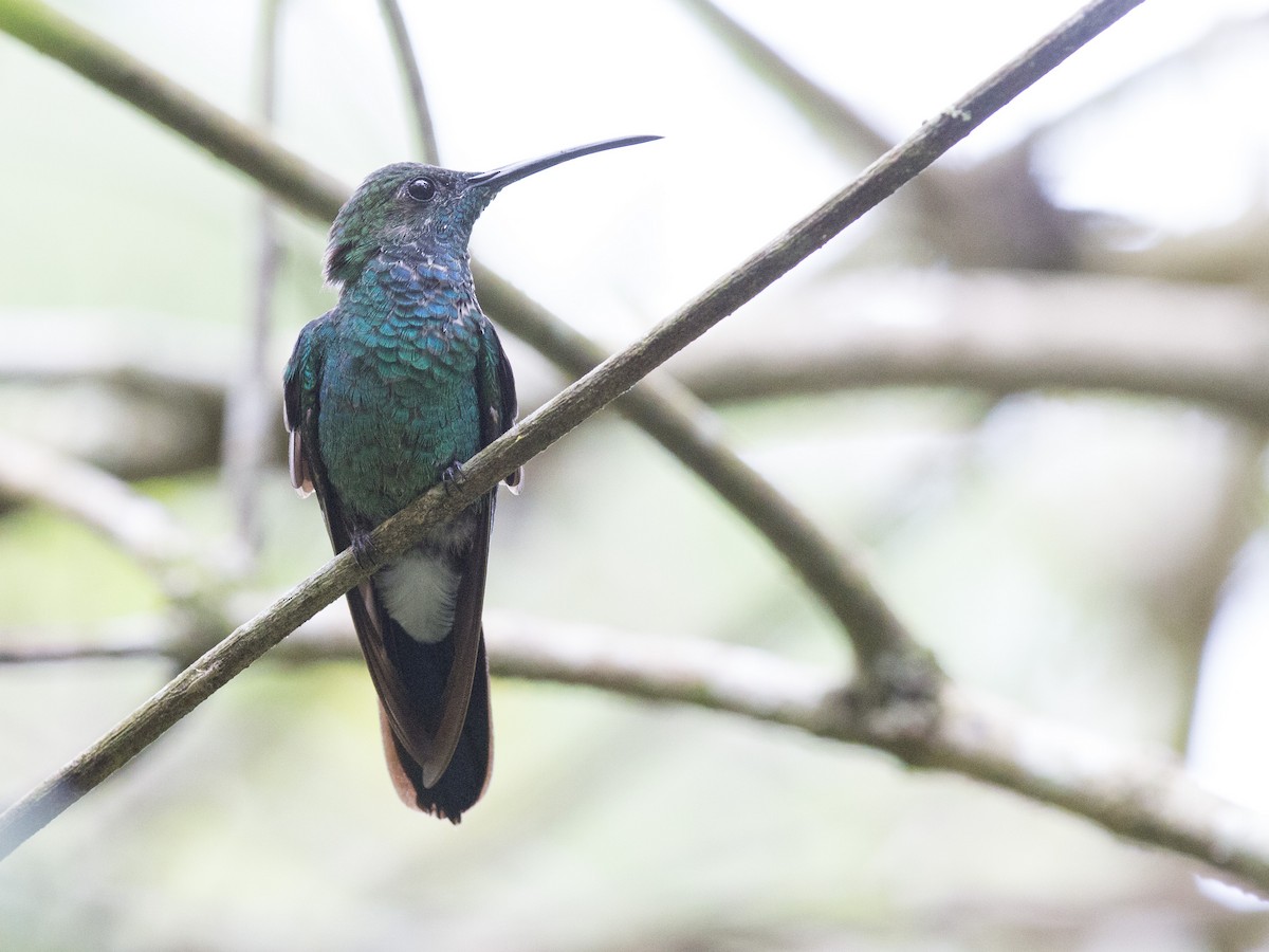 Blauschwanz-Buffonkolibri - ML172837811