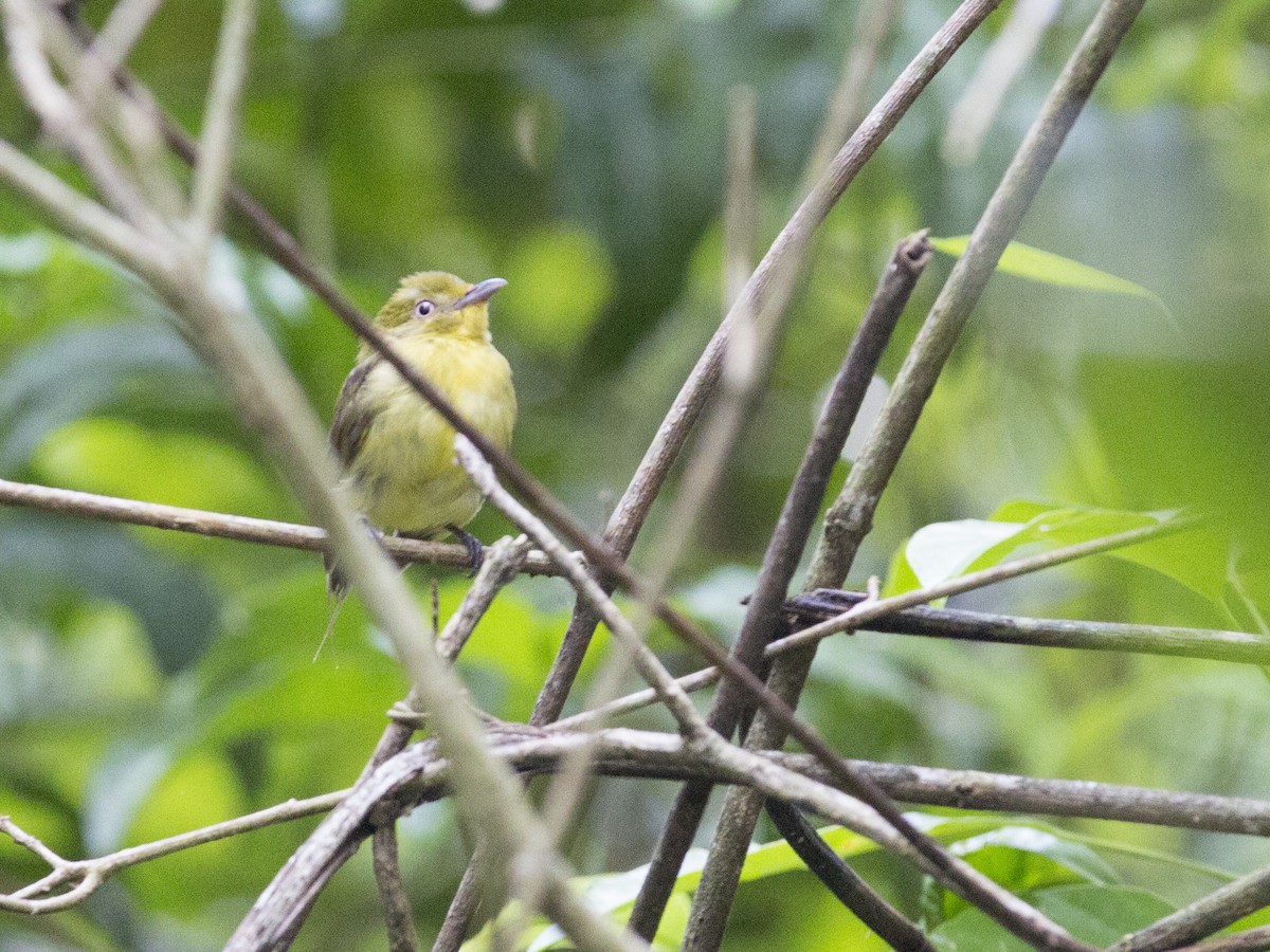 Wire-tailed Manakin - ML172837981