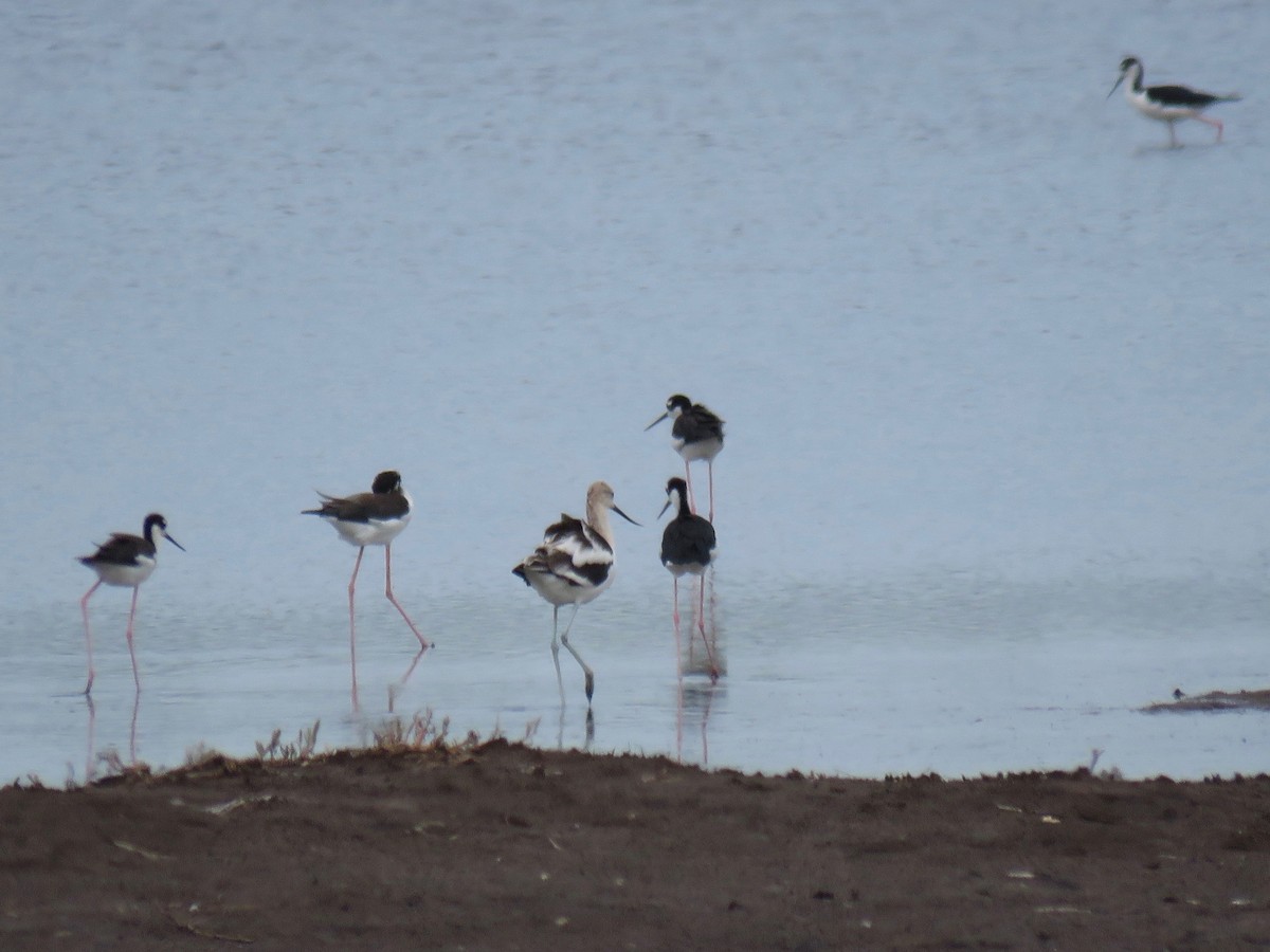 Avoceta Americana - ML172838181