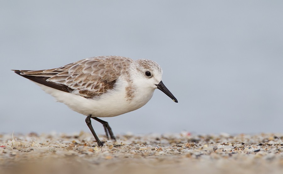 Sanderling - Paul Cools