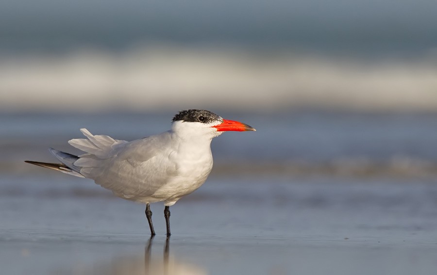 Caspian Tern - Paul Cools