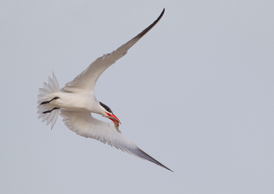 Caspian Tern - Paul Cools