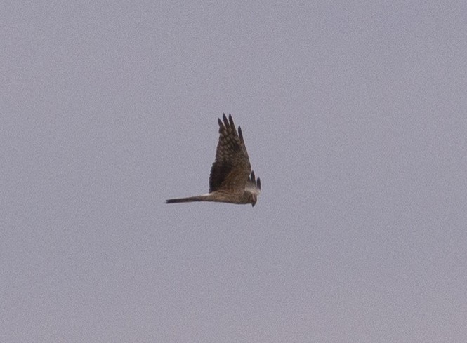 Pallid Harrier - ML172844011