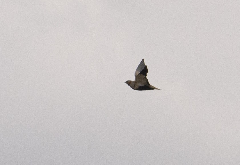 Black-bellied Sandgrouse - ML172844341