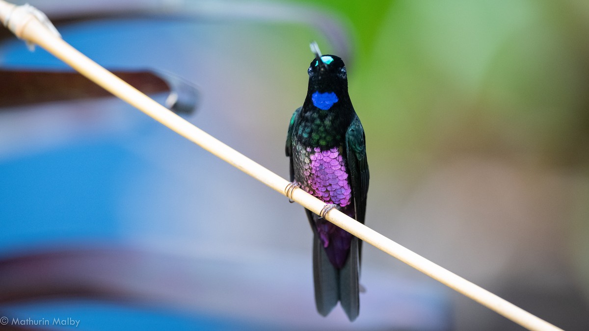 Blue-throated Starfrontlet - Mathurin Malby