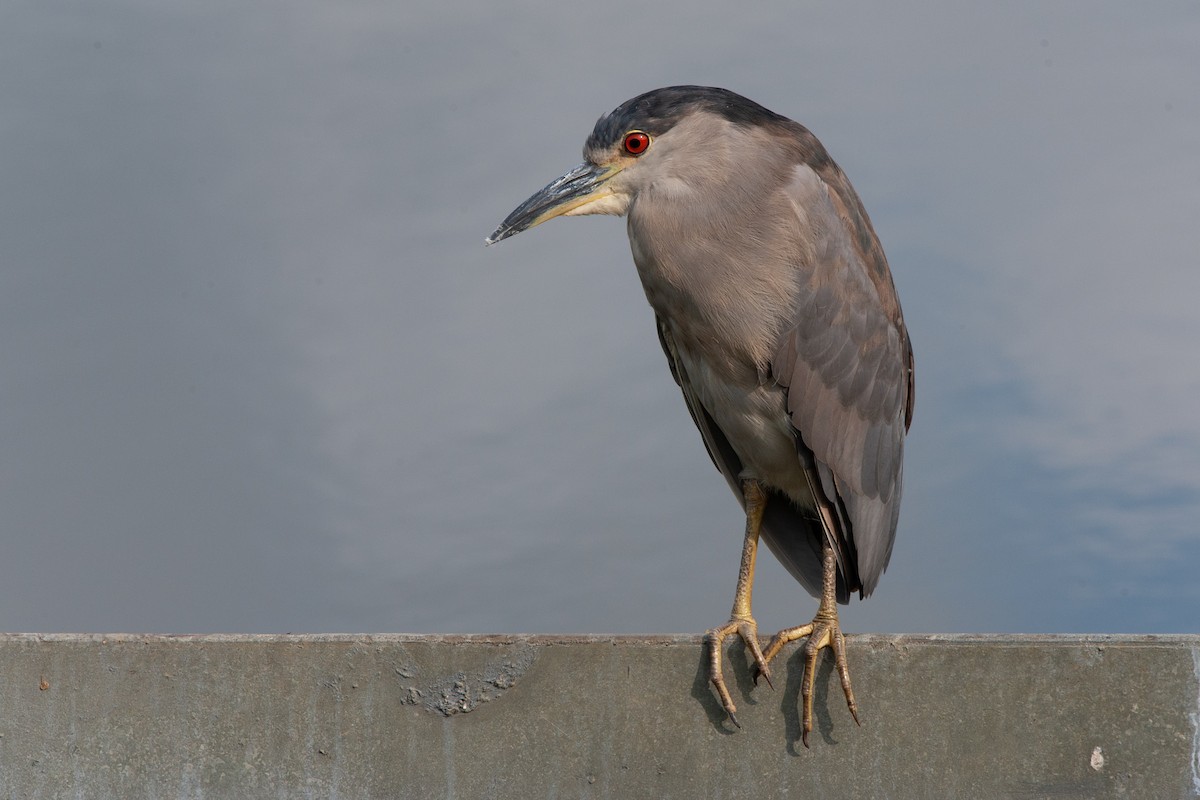 Black-crowned Night Heron - Josh  Houck