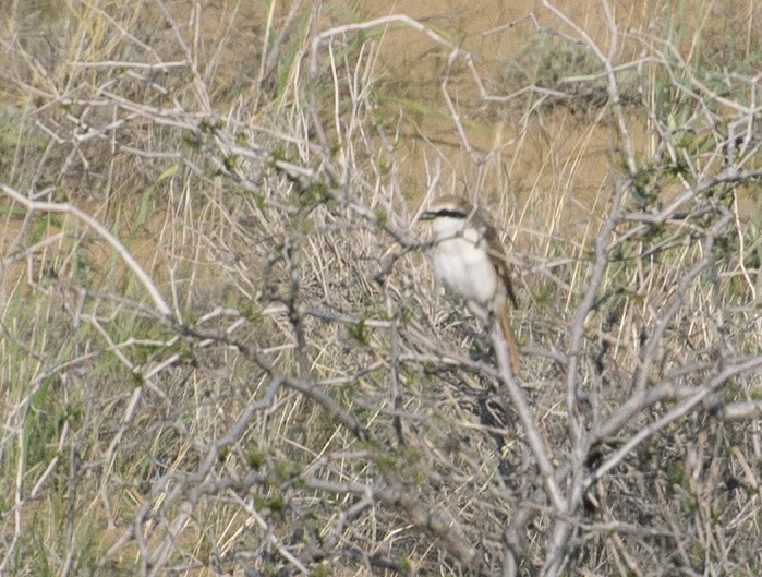 Red-tailed Shrike - Grigory Evtukh