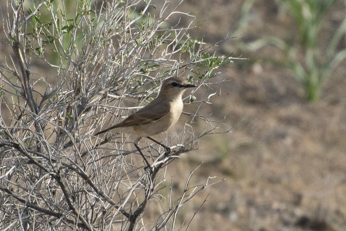 Isabelline Wheatear - ML172846461