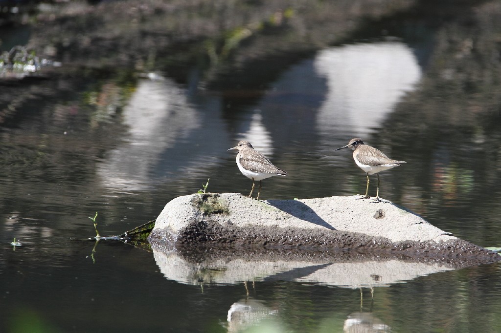 Solitary Sandpiper - ML172846551