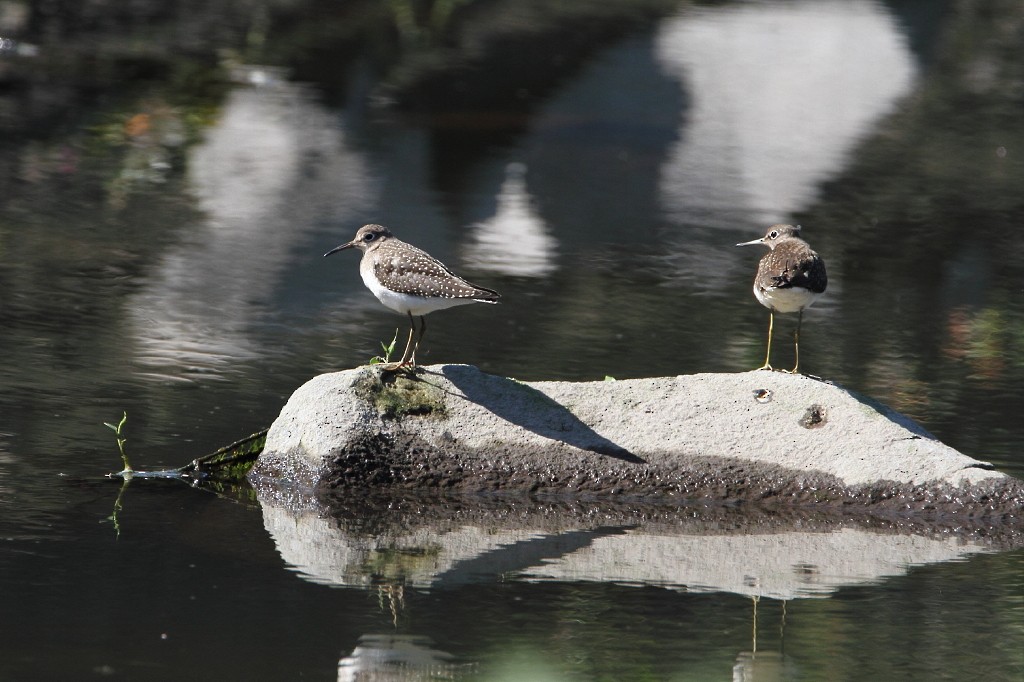 Solitary Sandpiper - ML172846801