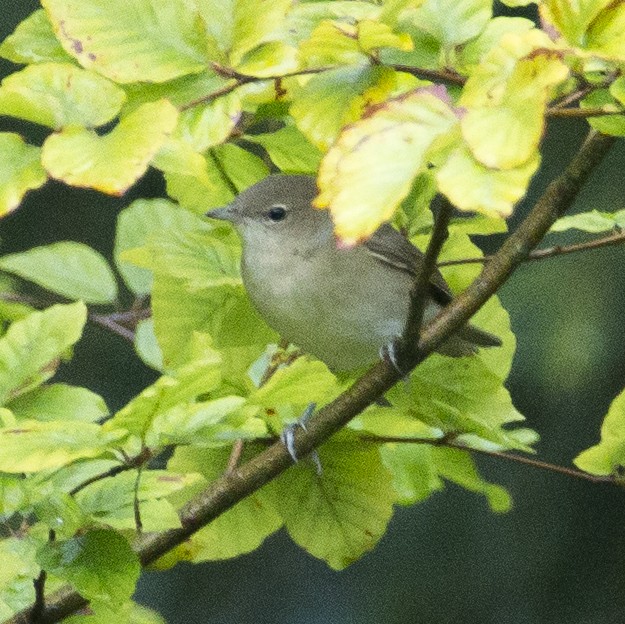 Garden Warbler - ML172849241