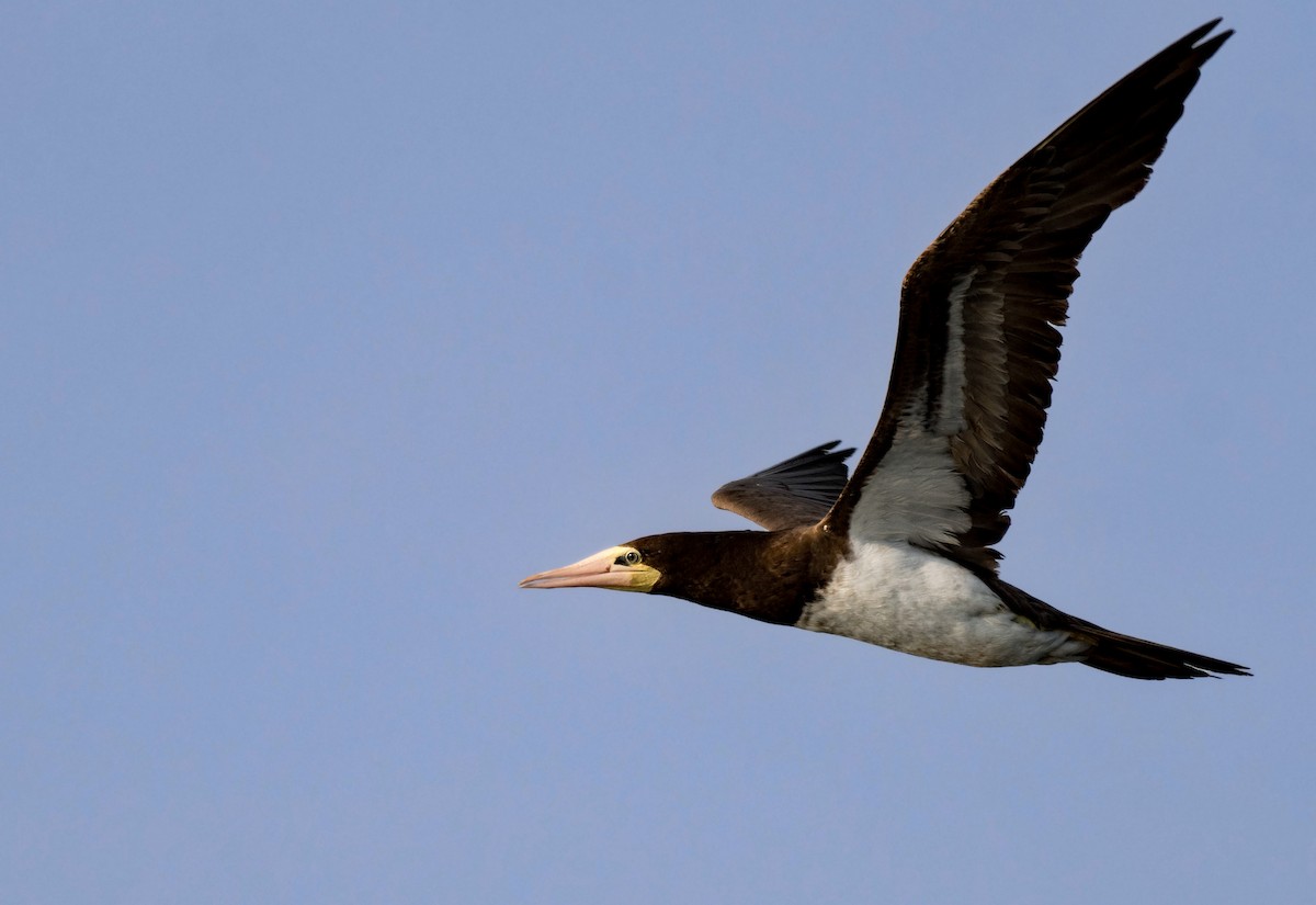 Brown Booby - ML172850791