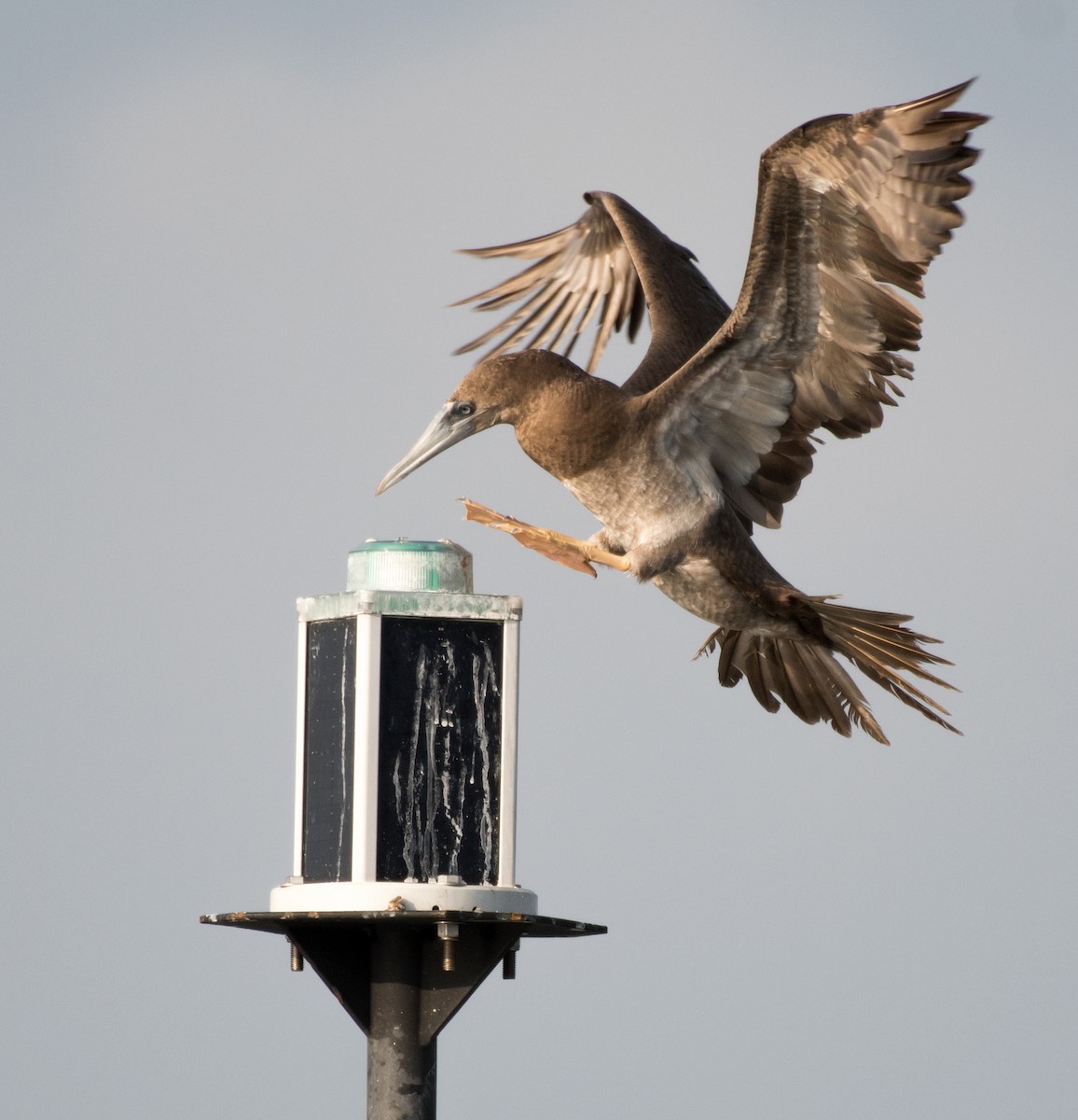 Brown Booby - ML172850801