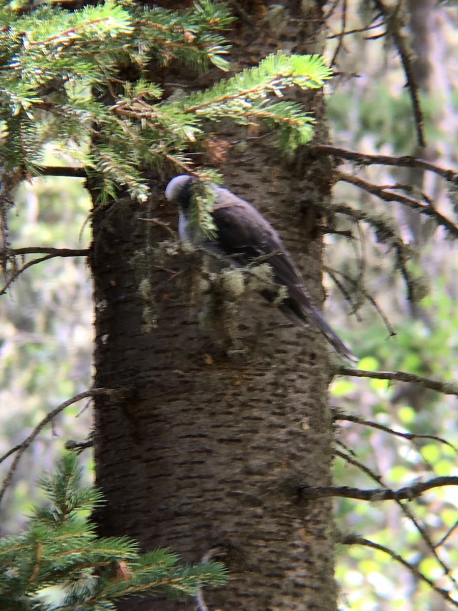 Canada Jay - ML172850841