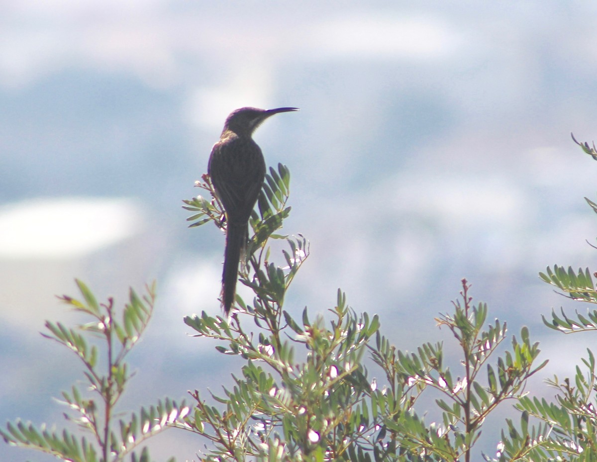 Cape Sugarbird - ML172852361