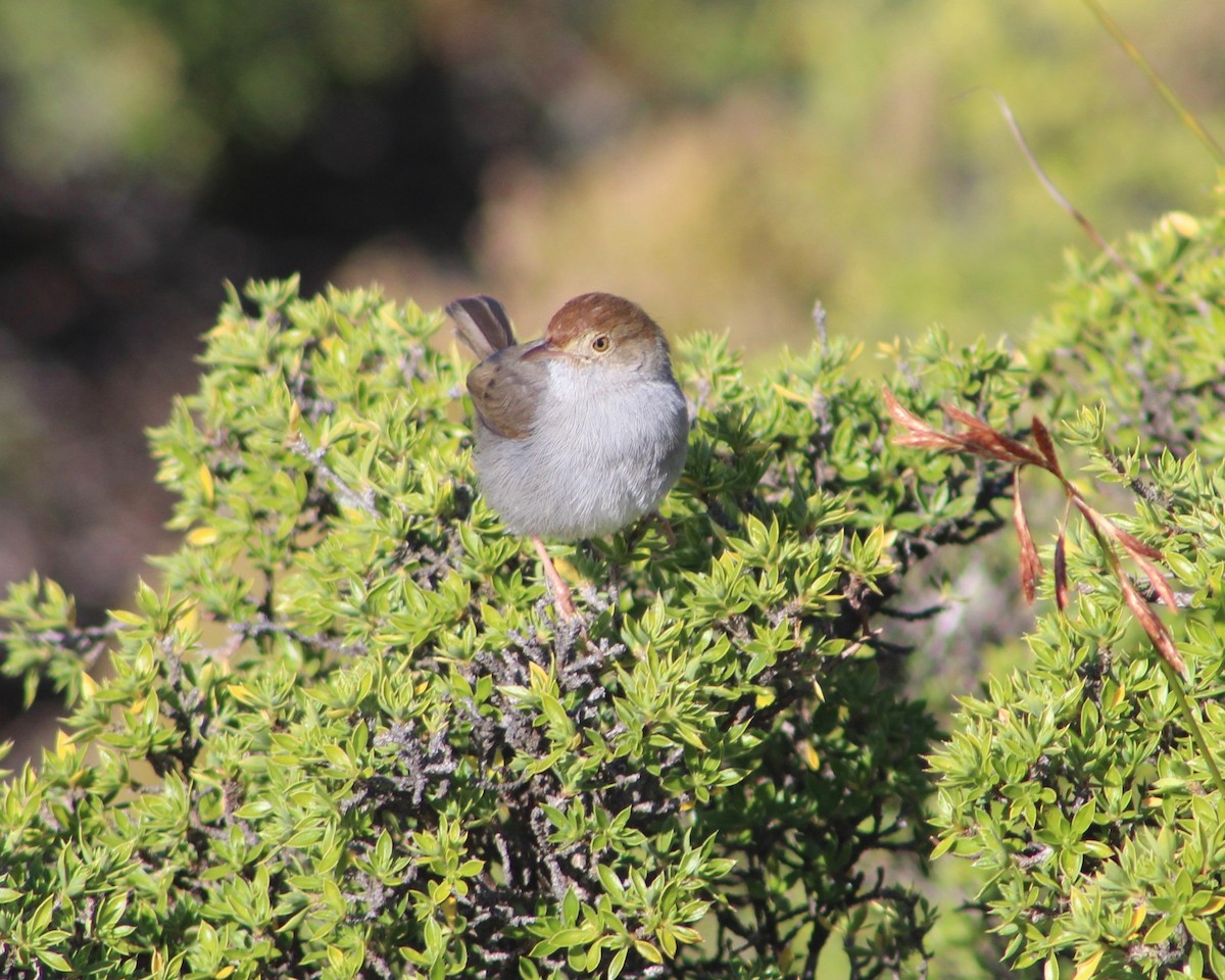 Piping Cisticola - ML172852711