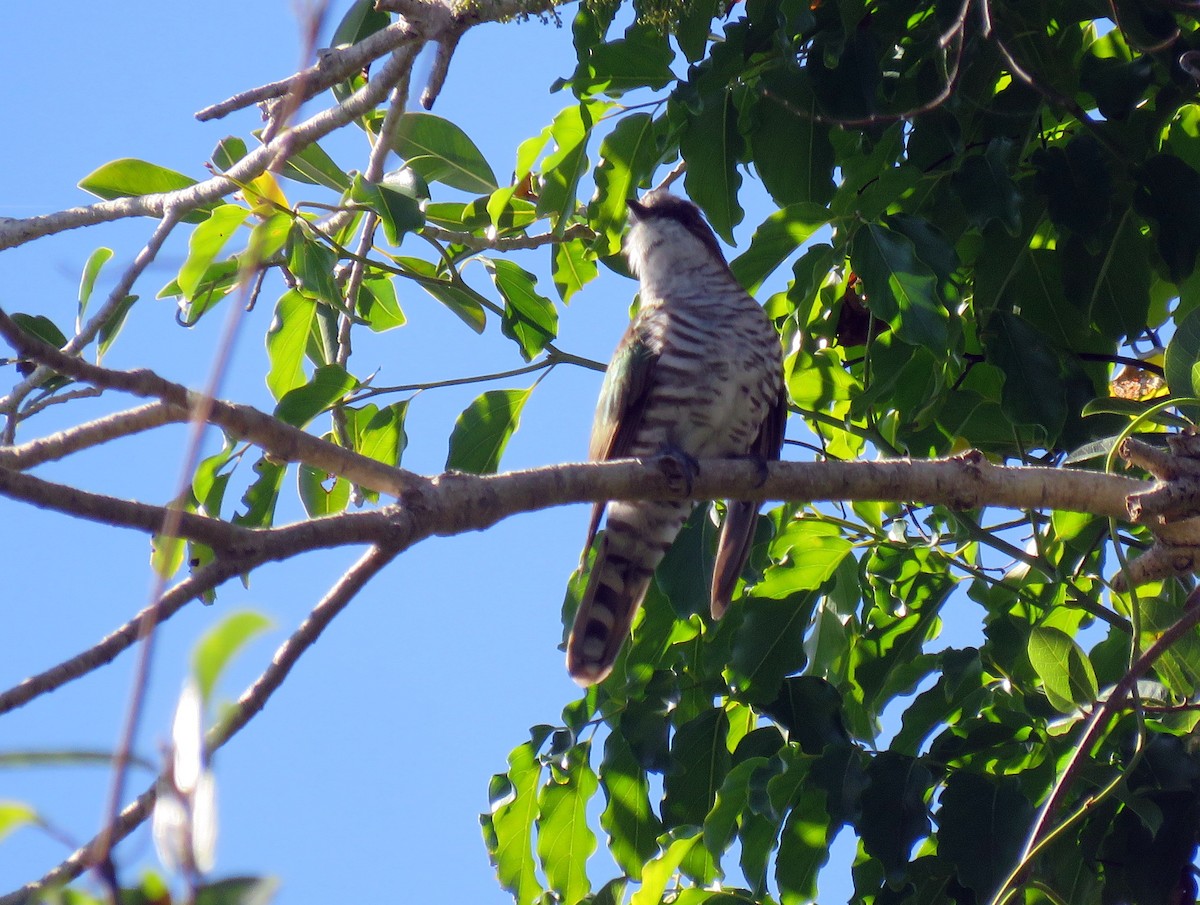 Shining Bronze-Cuckoo (New Caledonian) - Simon RB Thompson