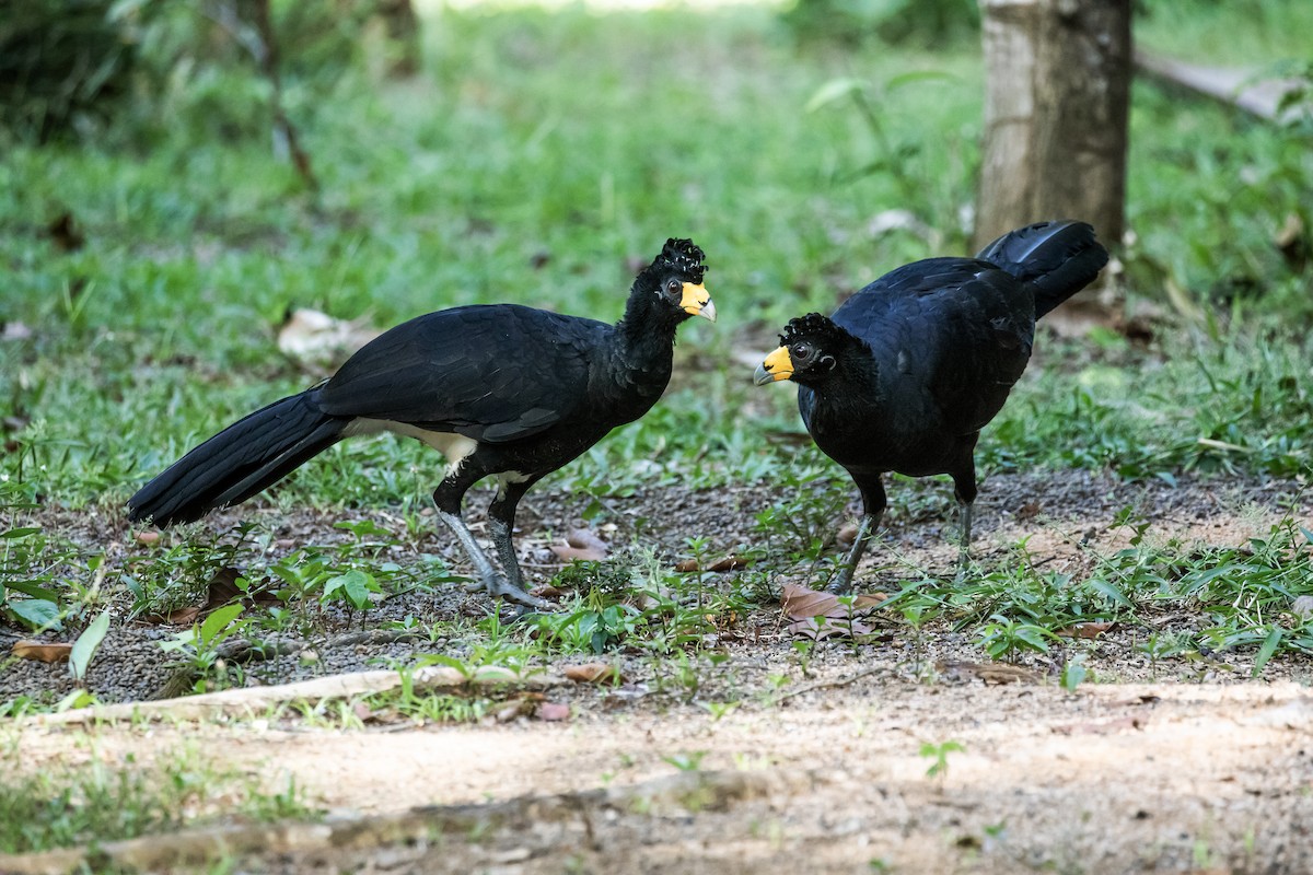 Black Curassow - ML172853121