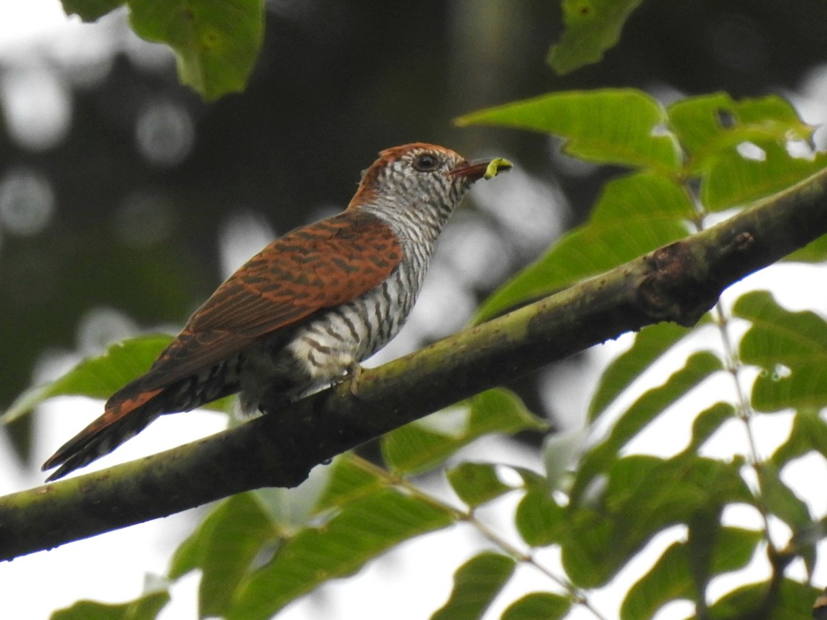 Violet Cuckoo - Nimali Digo & Thilanka Edirisinghe