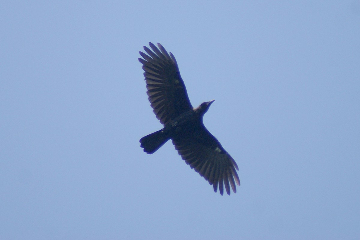 American Crow - ML172854551