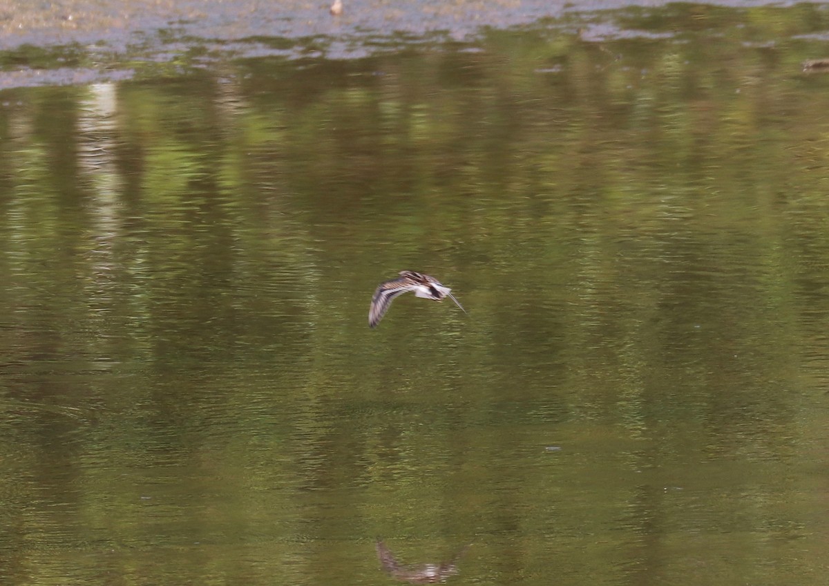 Least Sandpiper - ML172858141