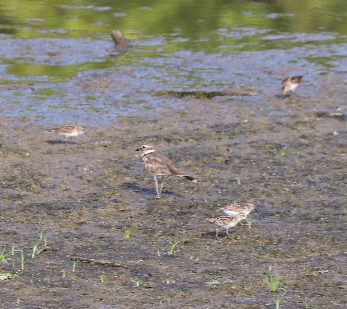 Least Sandpiper - ML172858361
