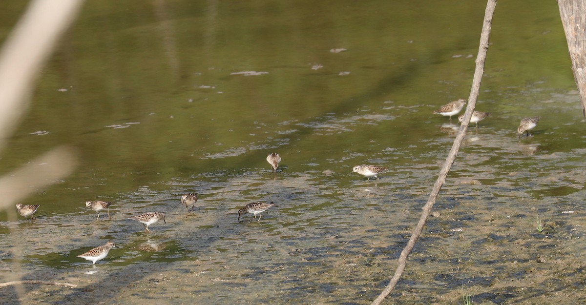 Least Sandpiper - ML172858371