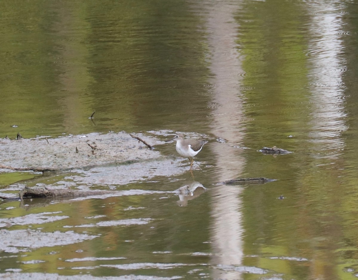 Spotted Sandpiper - ML172858531