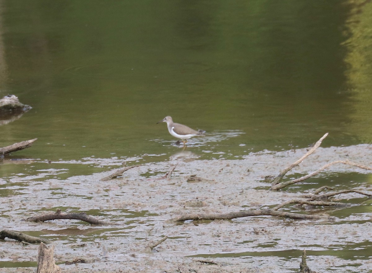 Spotted Sandpiper - ML172858551
